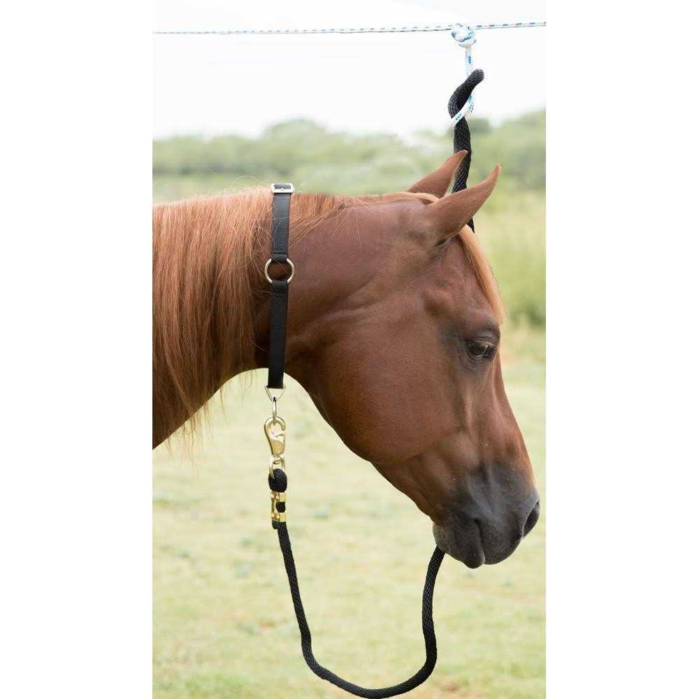 Alternative view of Mustang Neck Collar