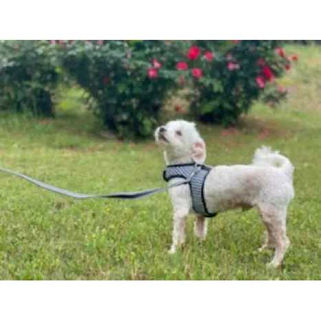 Alternative view of cloak & dawggie Teacup Gingham Dog Harness Vest