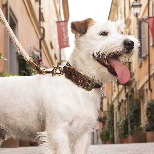 Alternative view of MyFamily El Paso Genuine Embossed Italian Leather Dog Collar