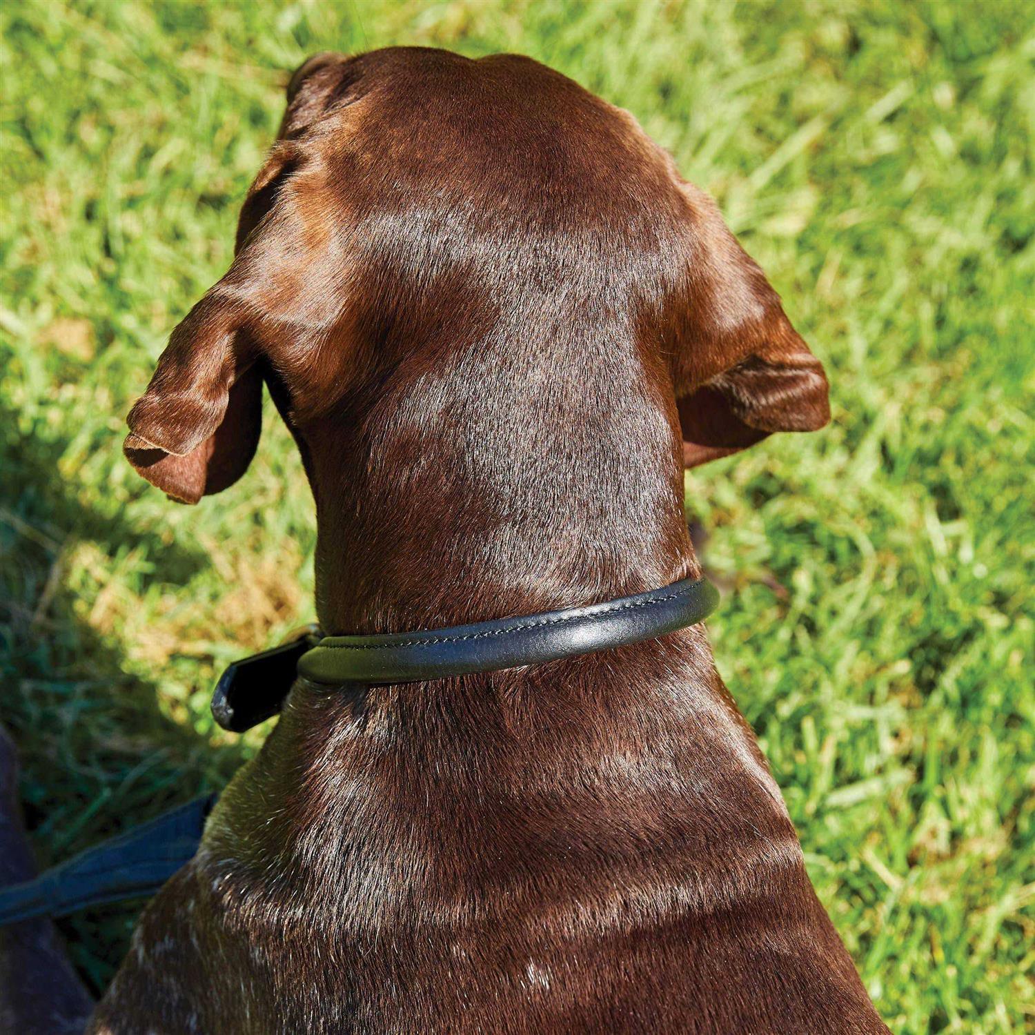 Alternative view of Weatherbeeta Rolled Leather Dog Collar