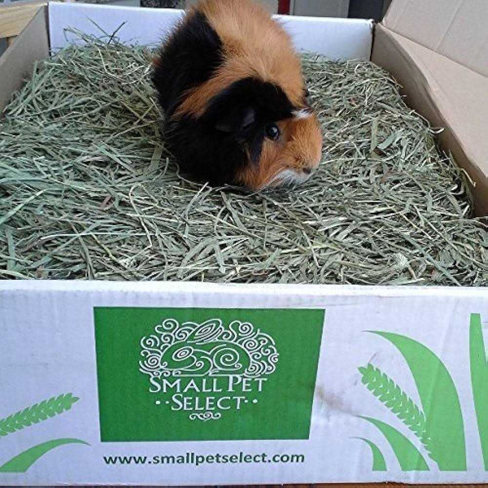 Alternative view of Small Pet Select Cutting Timothy Hay Pet Food