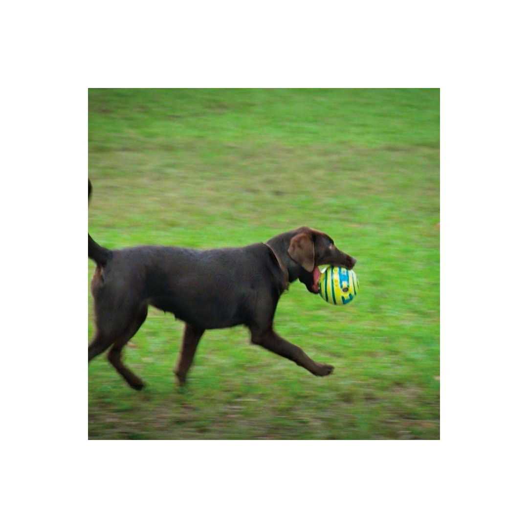 Alternative view of Wobble Wag Giggle Ball Dog Toy