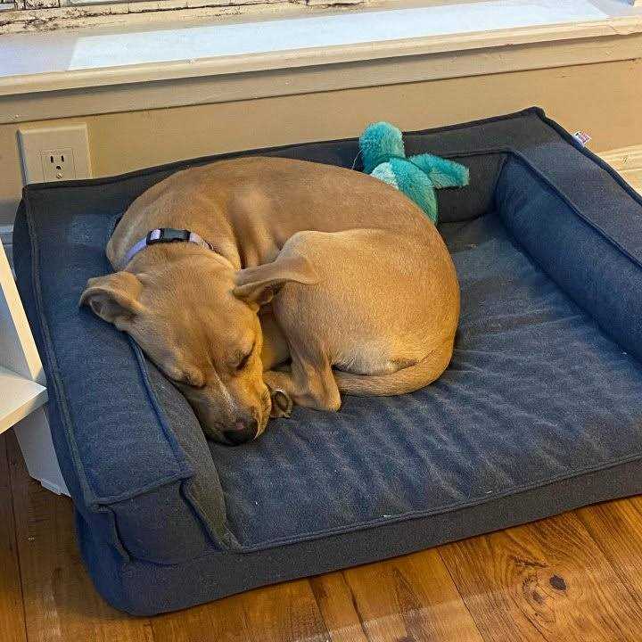 Alternative view of Boots & Barkley Sofa Bolster Dog Bed