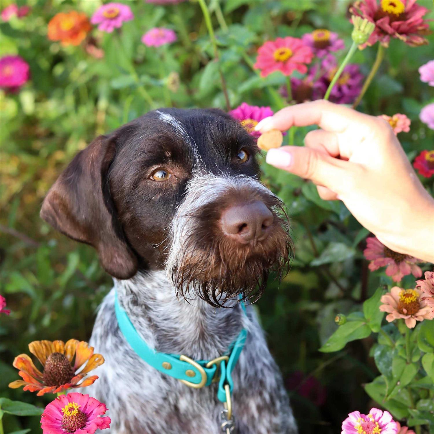 Alternative view of Ark Naturals Breath Bursts Bits Dental Dog Treats