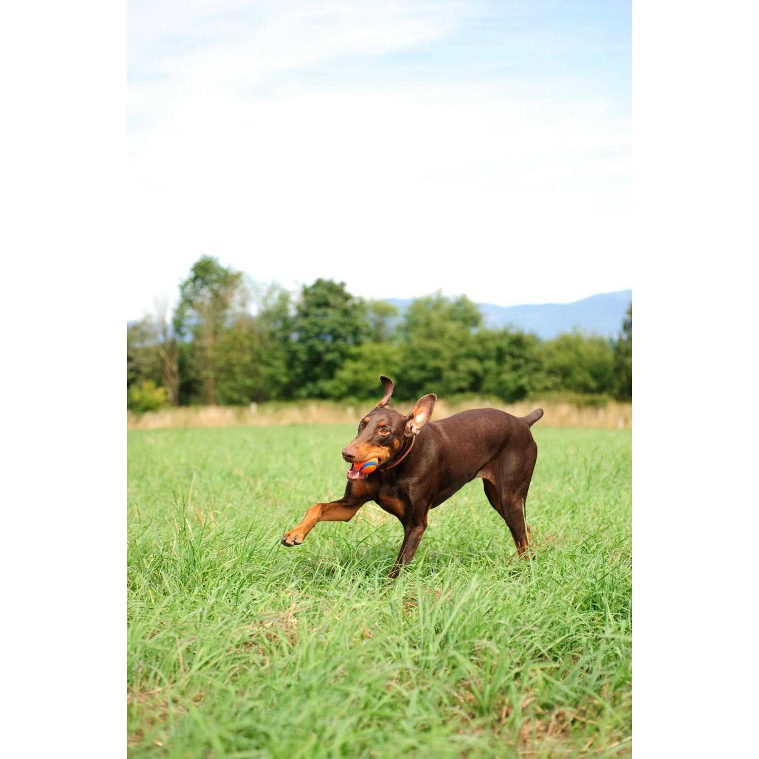Alternative view of Chuckit! Fetch Medley