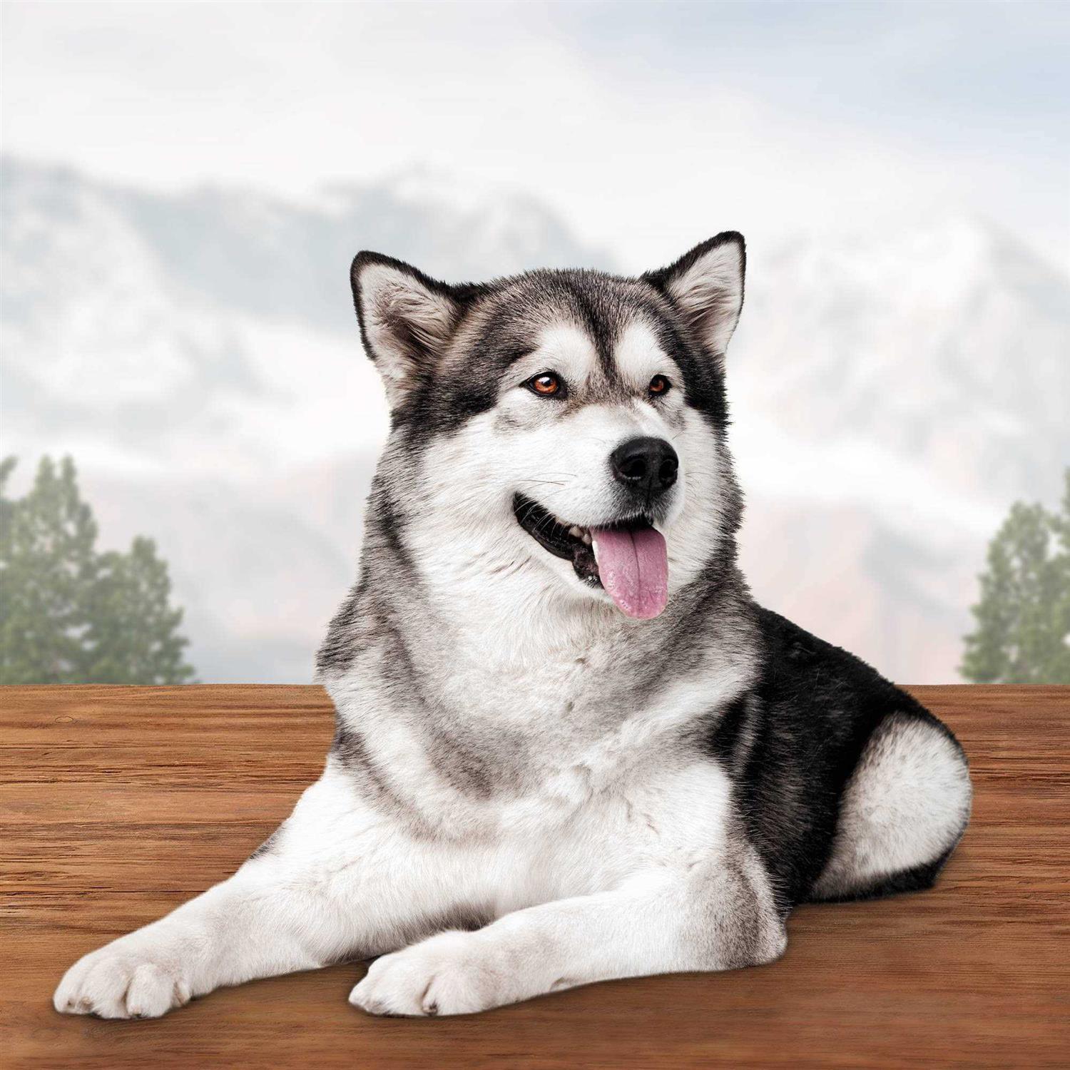 Alternative view of Blue Buffalo Wilderness Wild Bones Dental Dog Treats