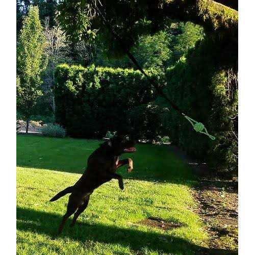 Alternative view of Tumbo Tugger Outdoor Hanging Bungee Dog Toy Large