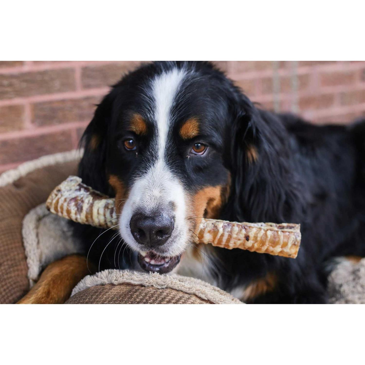 Alternative view of Top Dog Chews 12 Beef Trachea Dog Treats