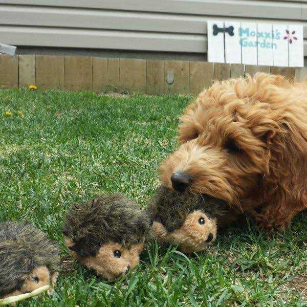 Alternative view of ZippyPaws Miniz Dog Toys Hedgehogs