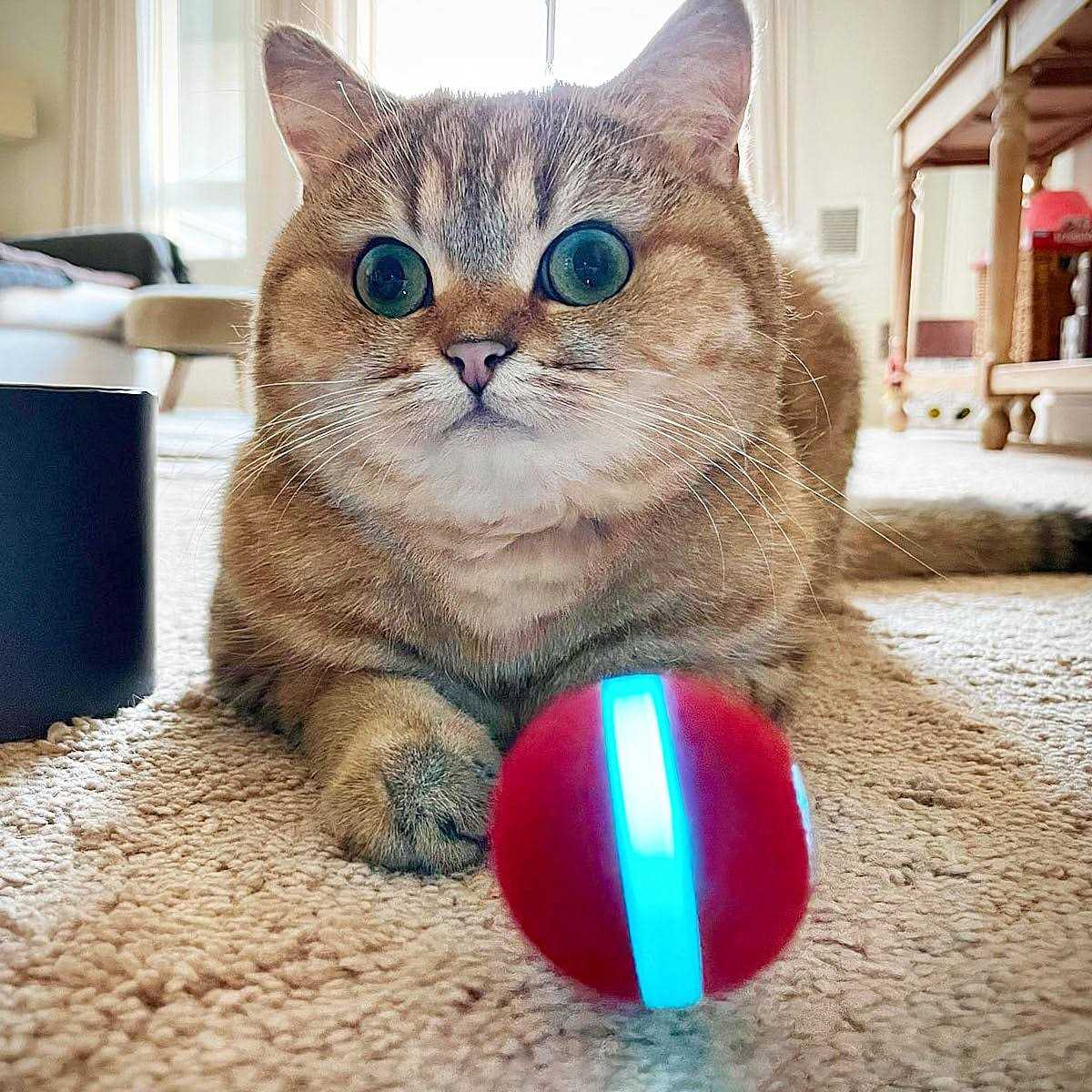Cheerble Ball Smart interactive Cat Toy 1.7 Inch