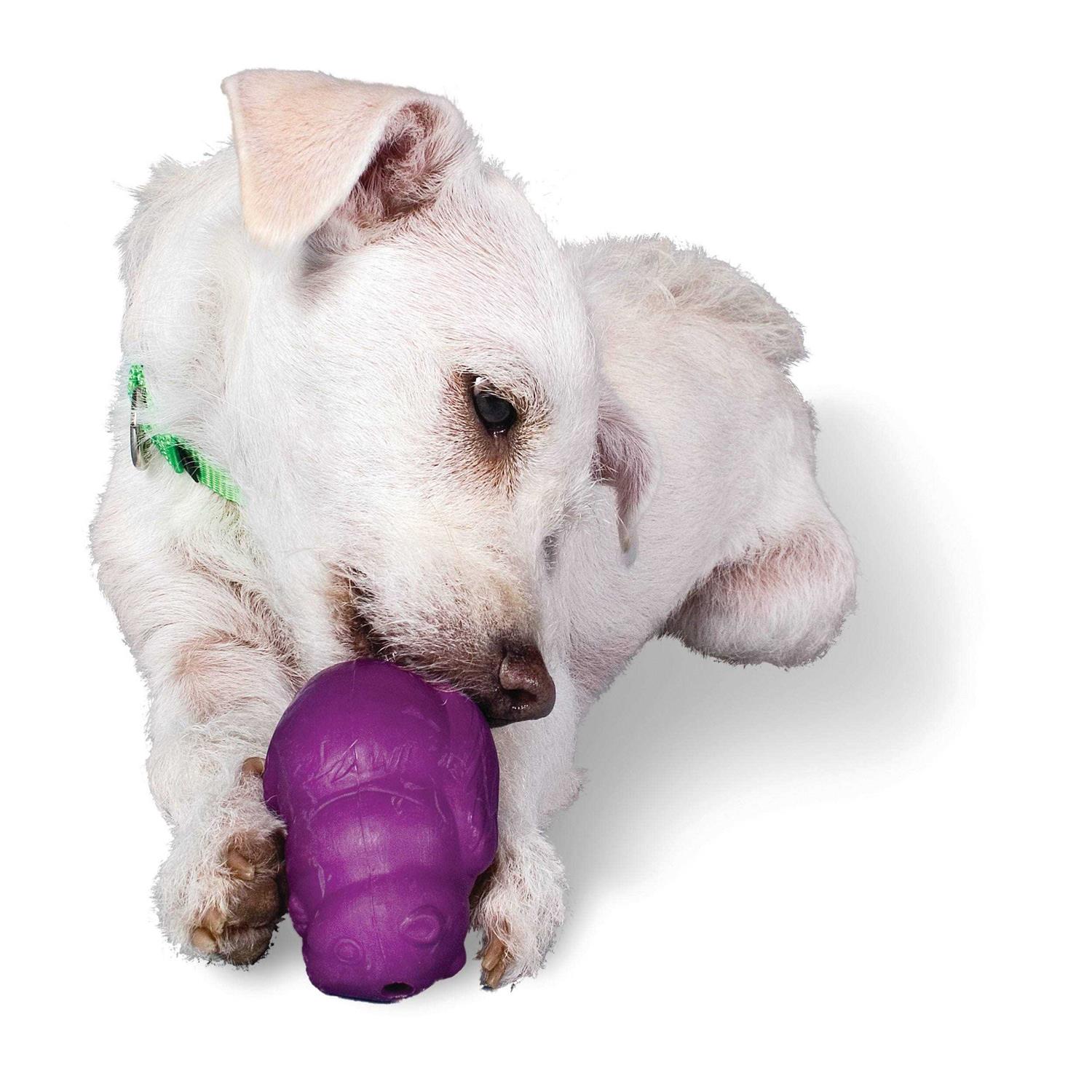 Busy Buddy Squirrel Dude Dog Toy