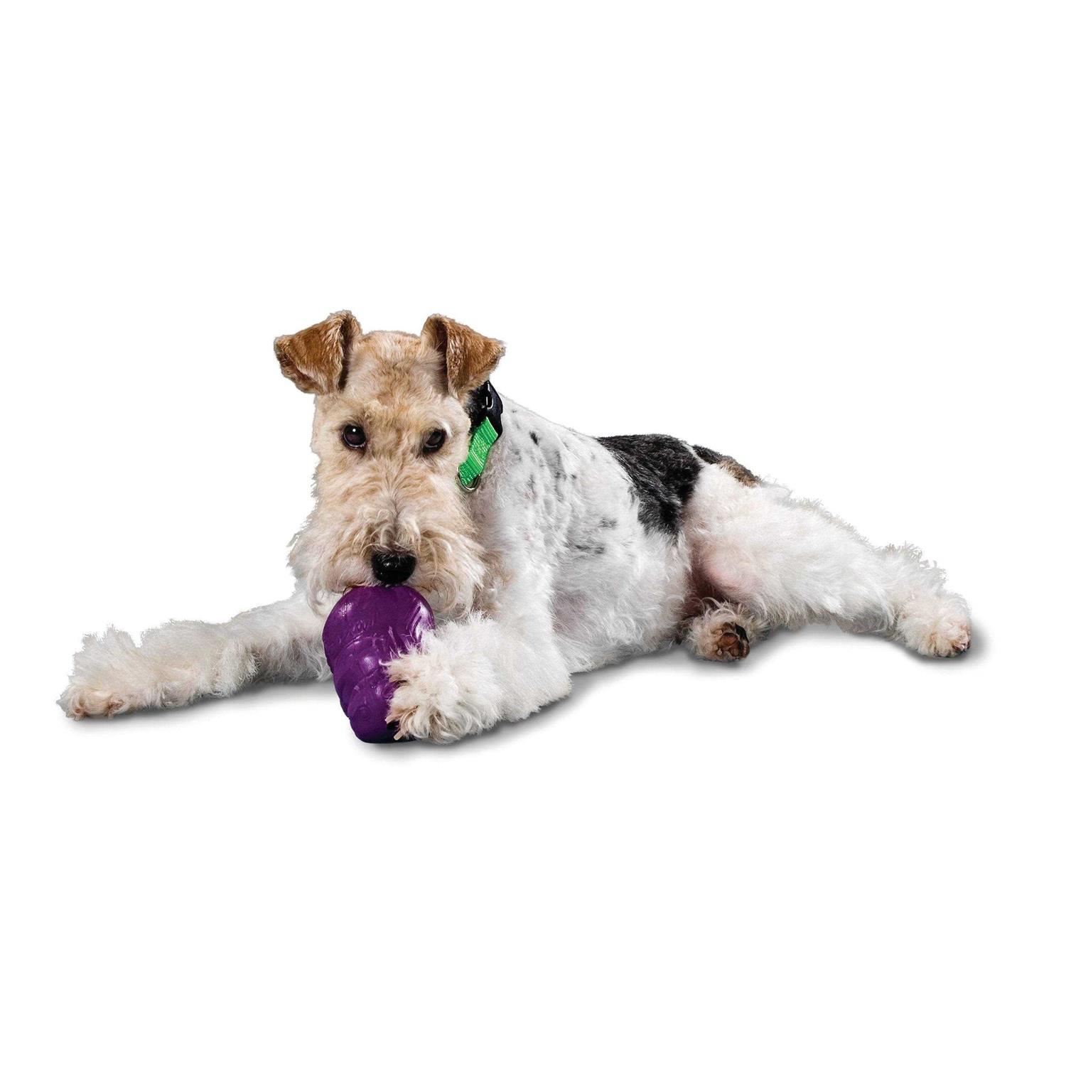Busy Buddy Squirrel Dude Dog Toy