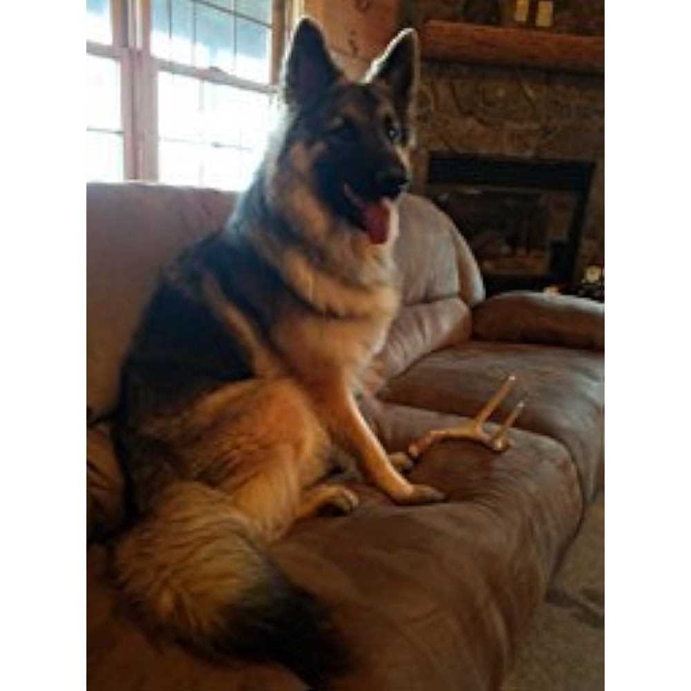 Alternative view of Big Dog Antler Chews Whitetail Deer Antler Dog Chew Medium 8 Inches to 13 Inches Long