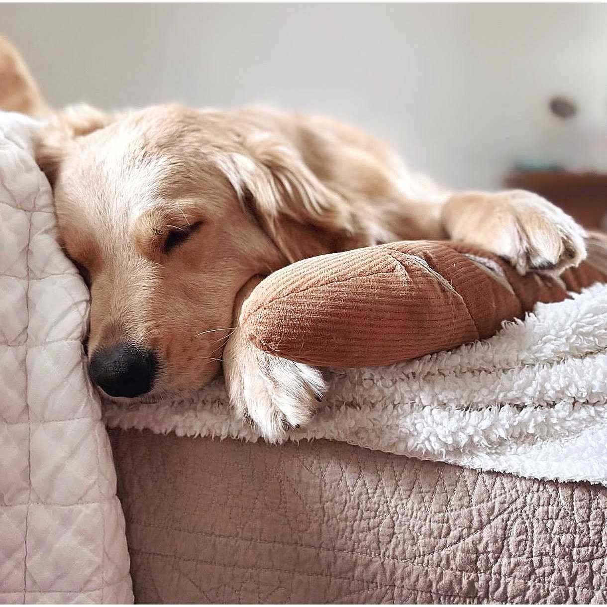 Alternative view of Baguette Enrichment Dog Toy