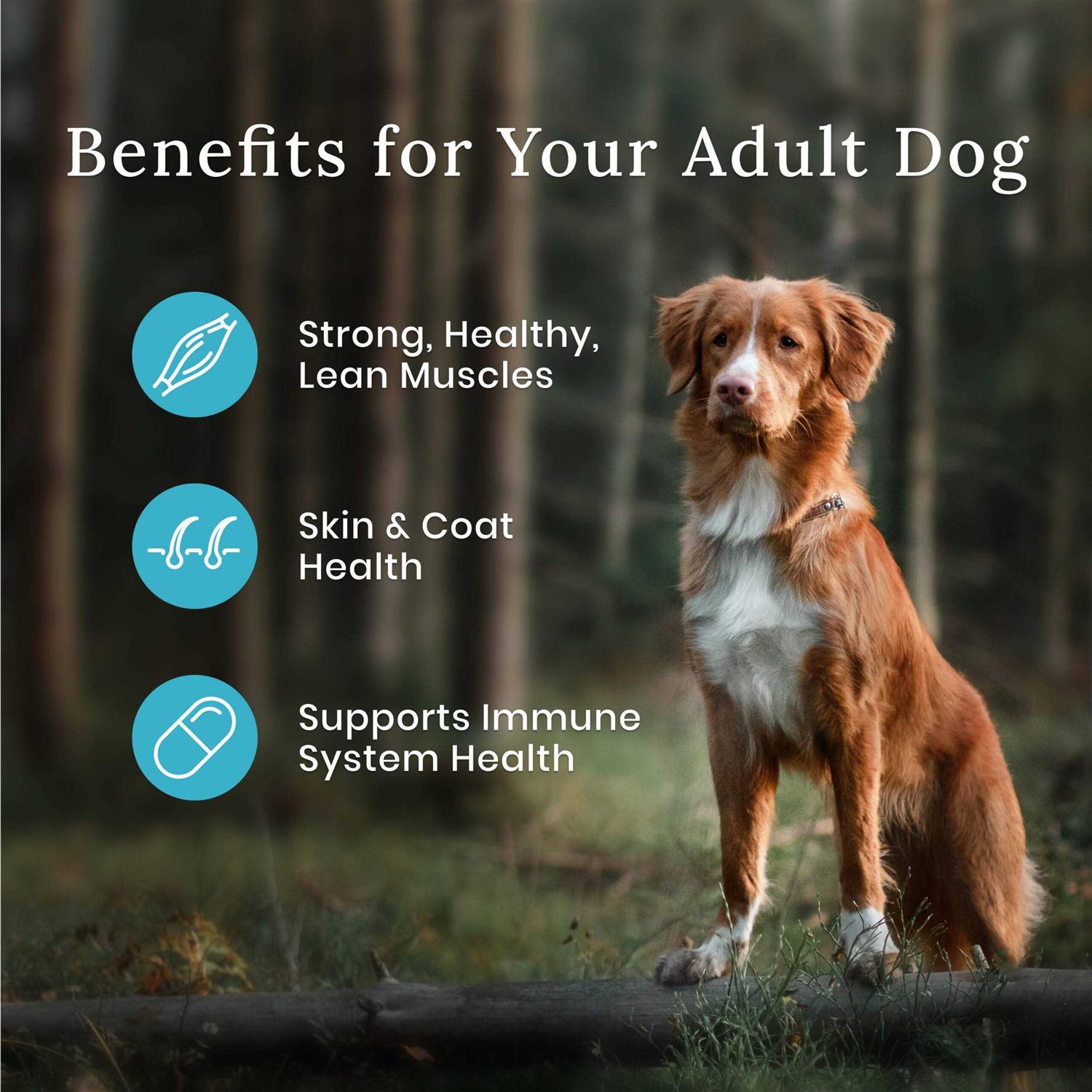 Alternative view of Blue Buffalo Wilderness Dog Food