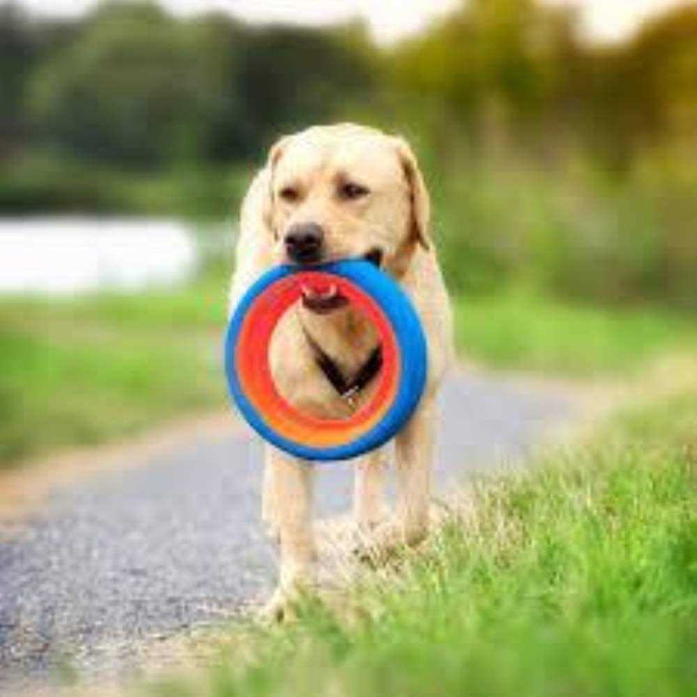Alternative view of Chuckit! Fetch Wheel Dog Toy