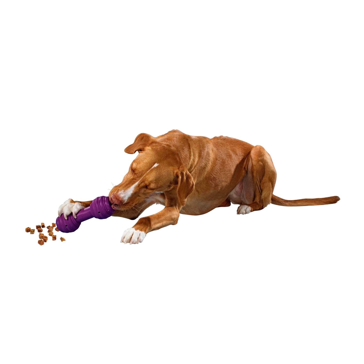 Busy Buddy Chuckle Dog Toy