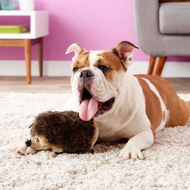 Alternative view of Booda Dog Toy Hedgehog