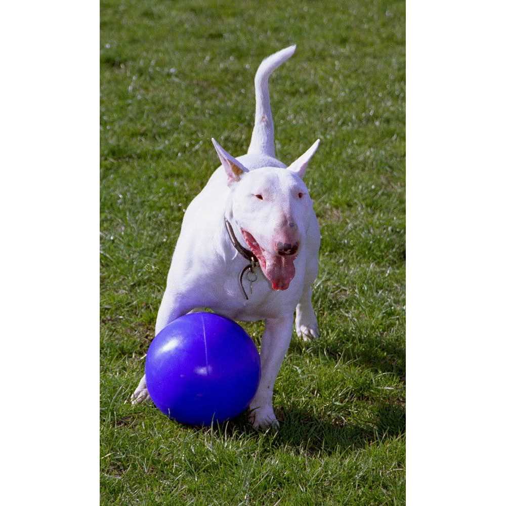 Alternative view of Boomer Ball Company of Animals