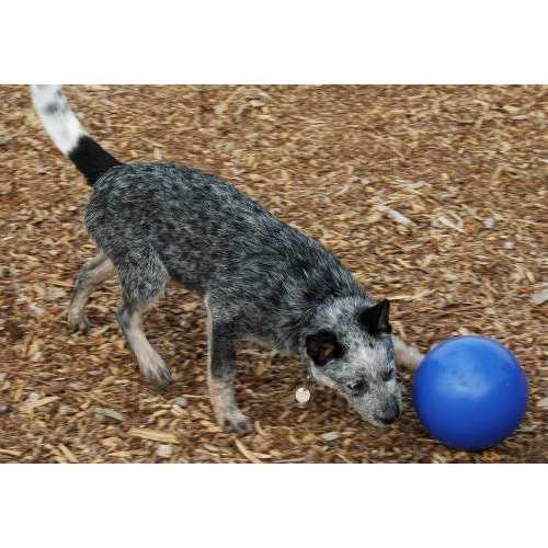 Alternative view of Boomer Ball Company of Animals