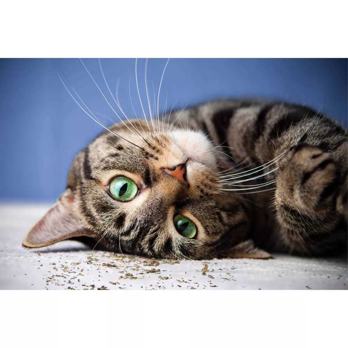 Alternative view of SmartyKat Catnip with Silvervine