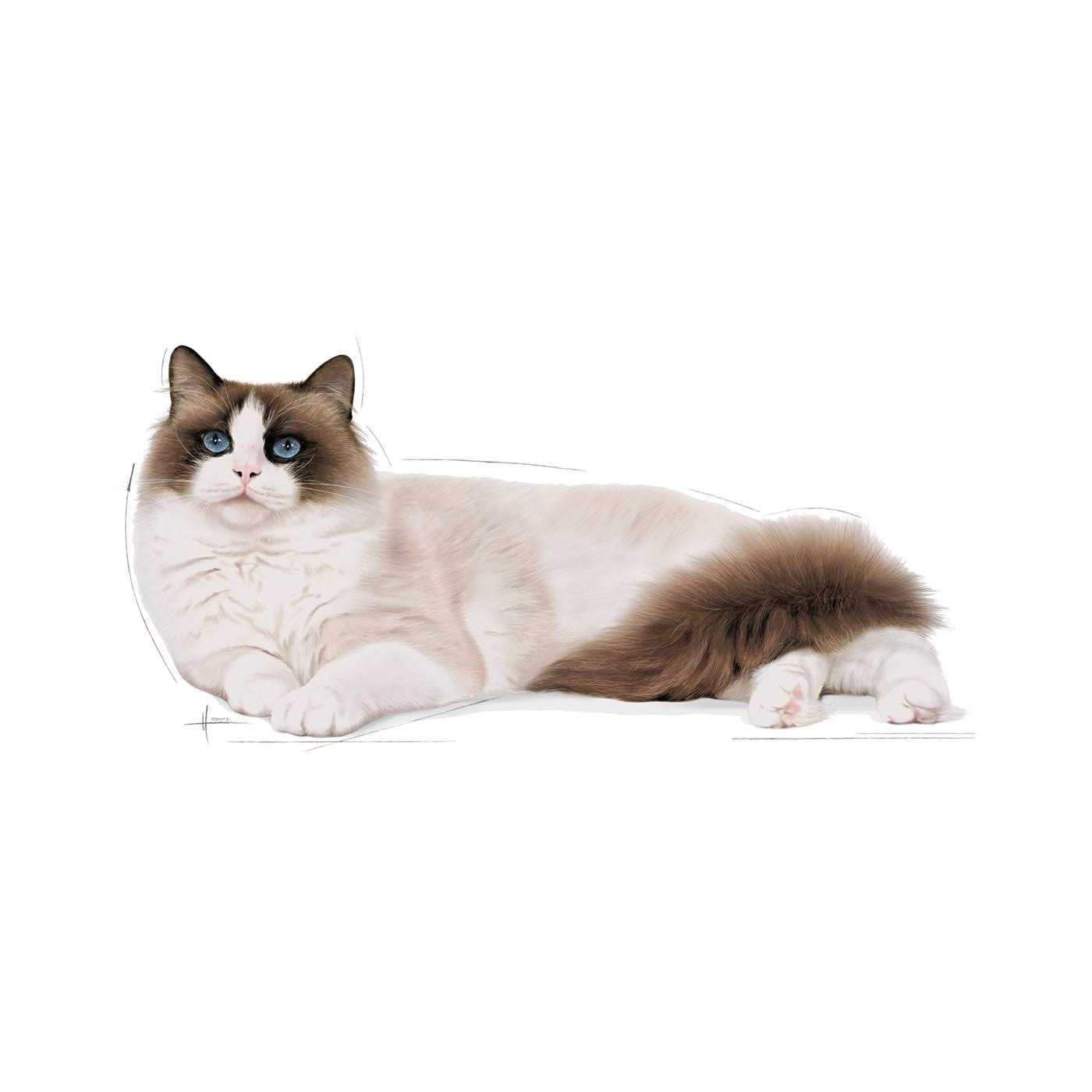 Alternative view of Royal Canin Ragdoll Adult Cat Food