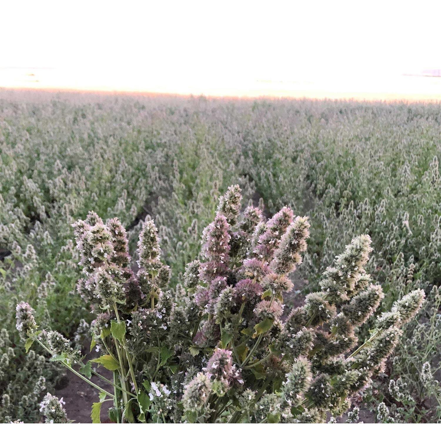 Alternative view of From The Field Silver Vine Catnip Mix Ultimate Blend Tub