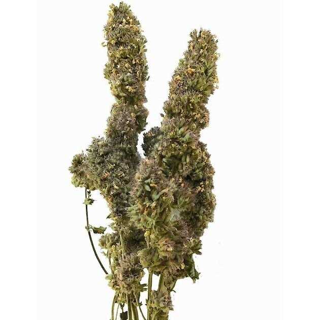 Alternative view of From The Field Catnip Buds